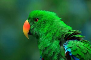 Moluccan Eclectus looking us.