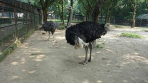 a Ostriches in zoo.