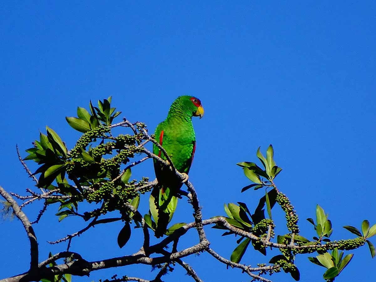 Parrotlet sitting down in tree.