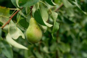 Pears are cught on the floor.