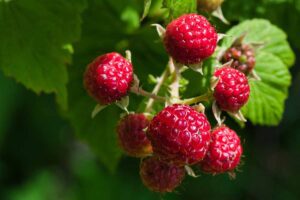 Raspberries are caught on the tree