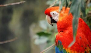 a red-and-green Macaw standt on the tree.