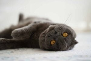 Scottish Fold laying down on bed.