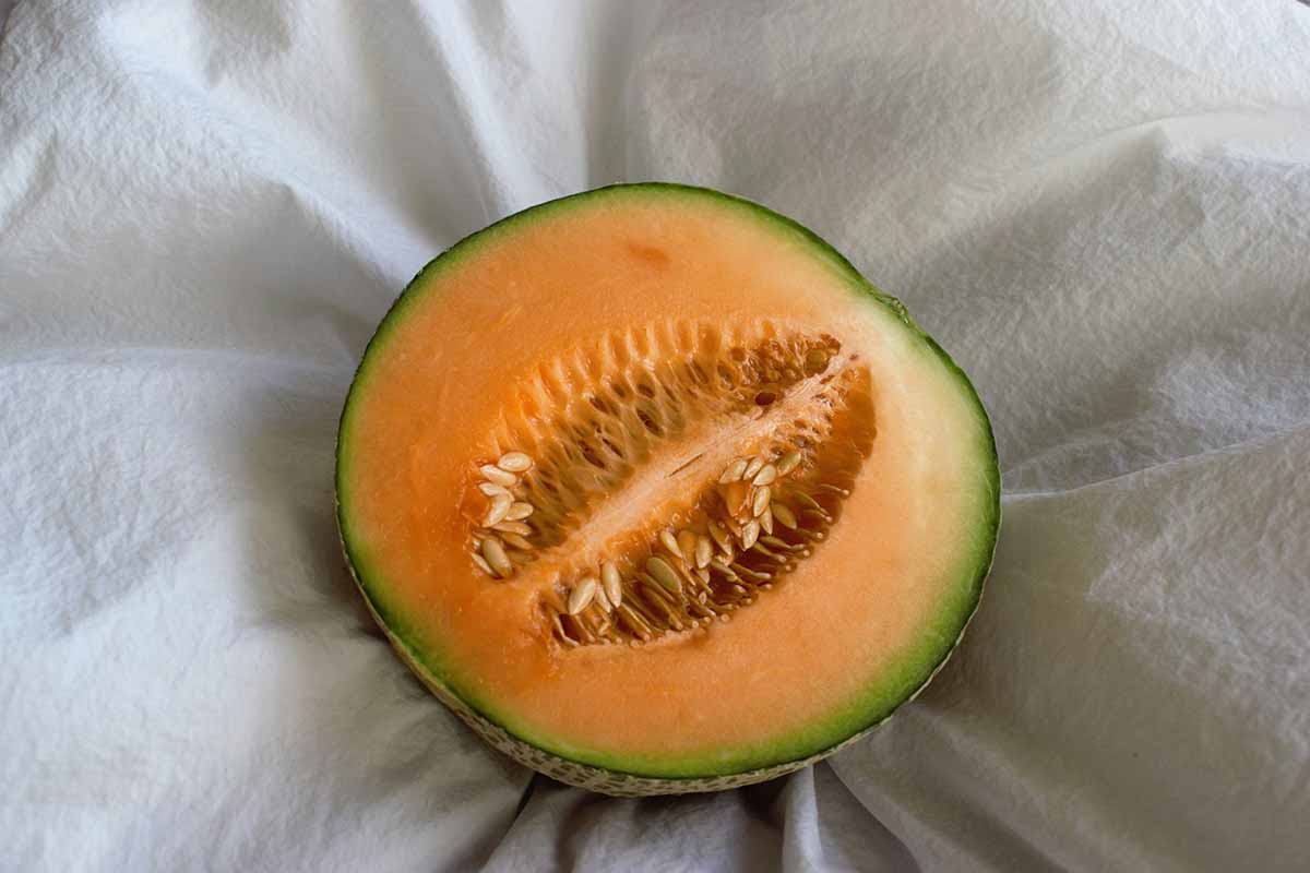 Cantaloupe on bed.