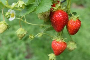 Strawberries are caught on the tree.