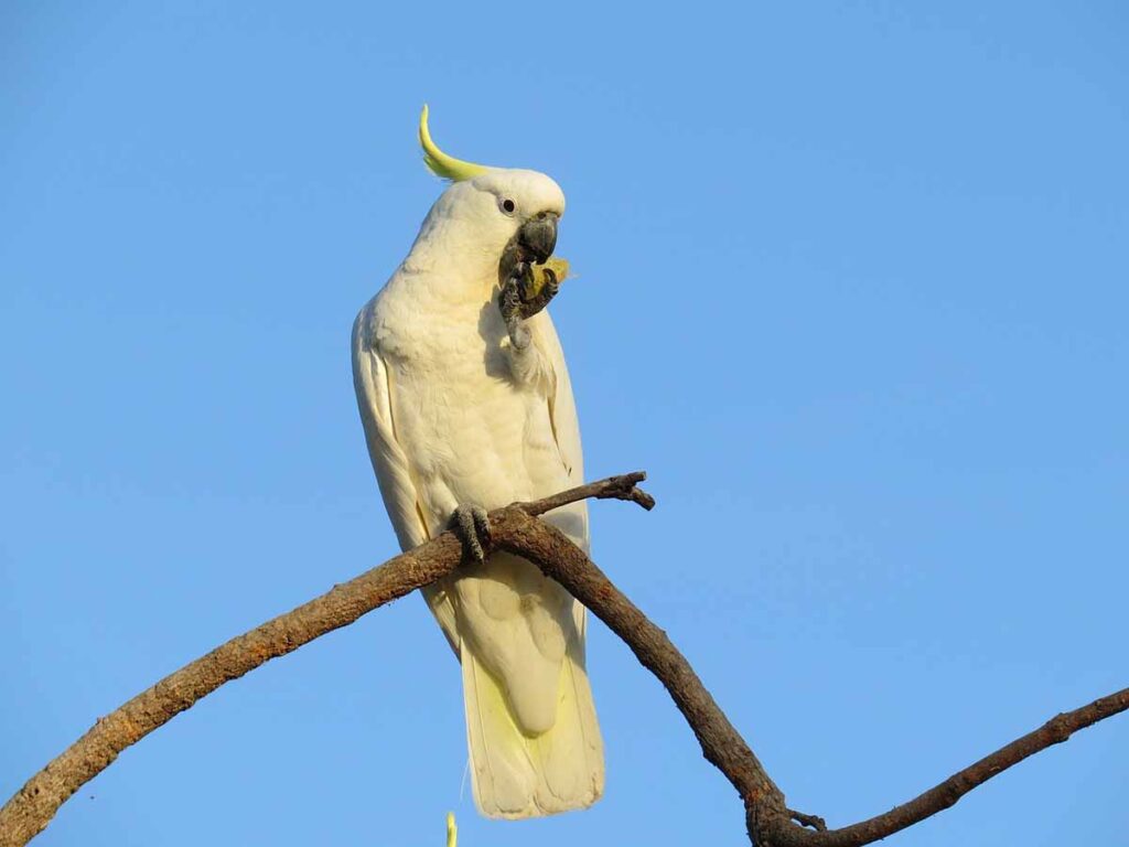 a Sulphur-Crested Cockatoo sitting down on the tree branch