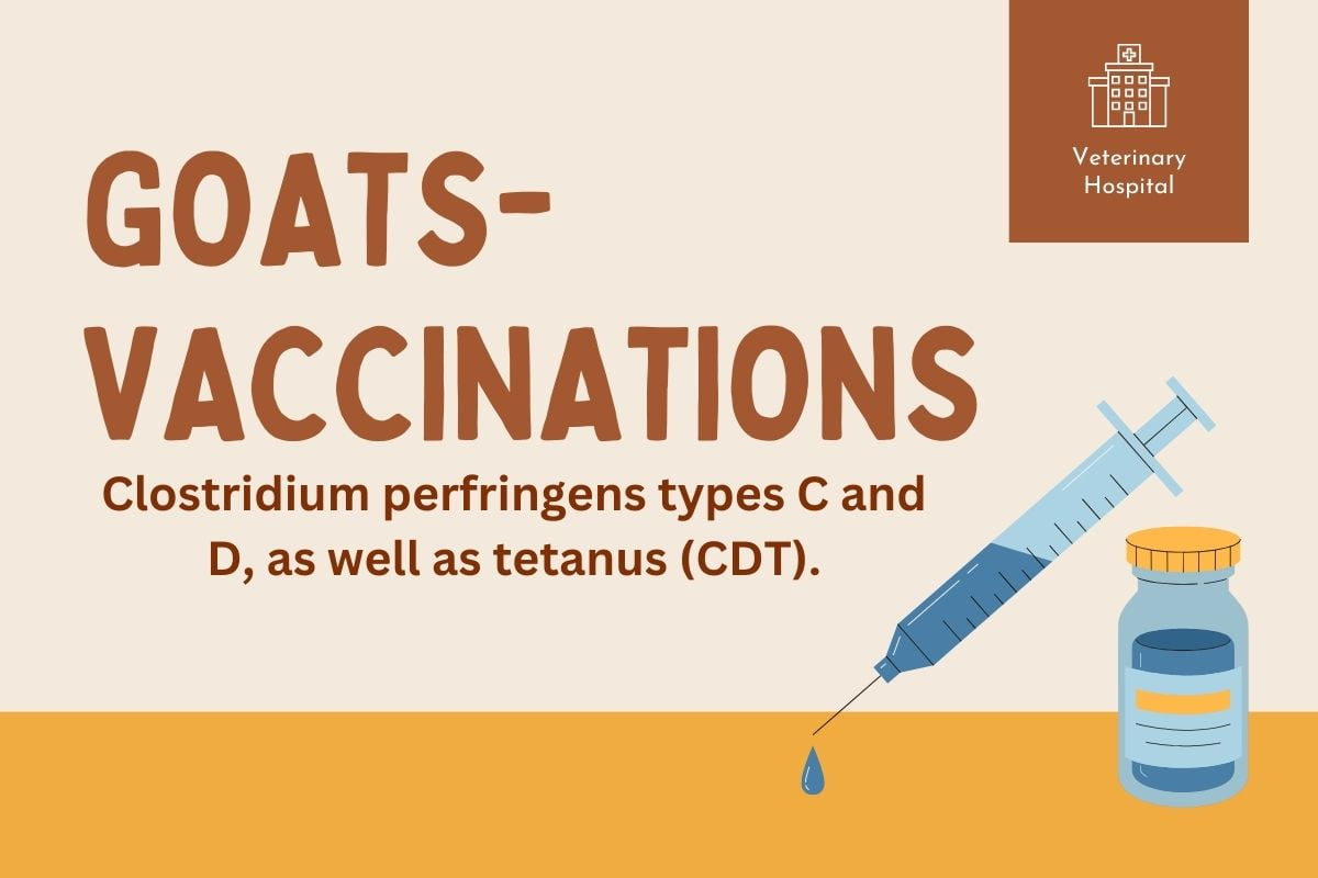 Goats Vaccination Plan Sheet.