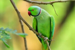 a parrots is sitting on a tree branch.