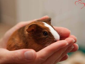 guinea pigs sitting down on a hand