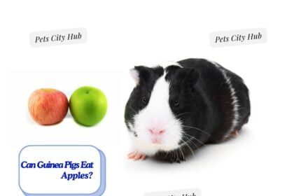 Guinea Pigs Eat Apple