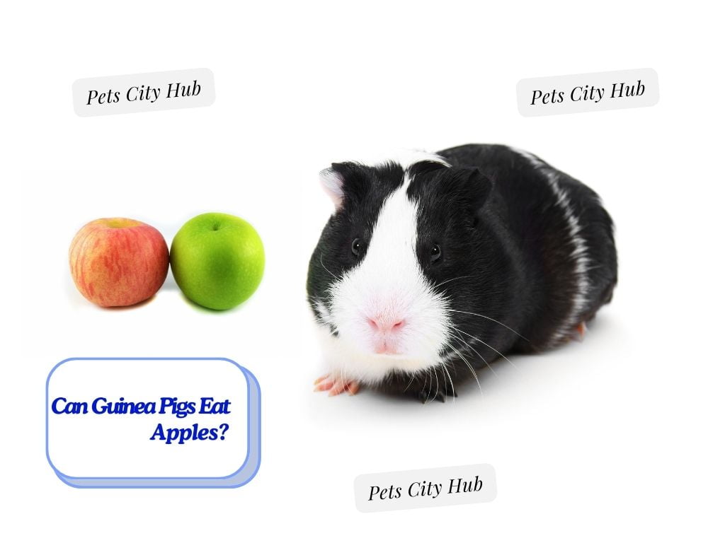 Guinea Pigs Eat Apple