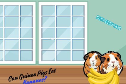 Guinea Pigs Eat Bananas