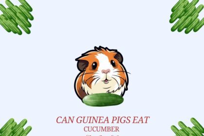 Guinea Pigs Eat Cucumber