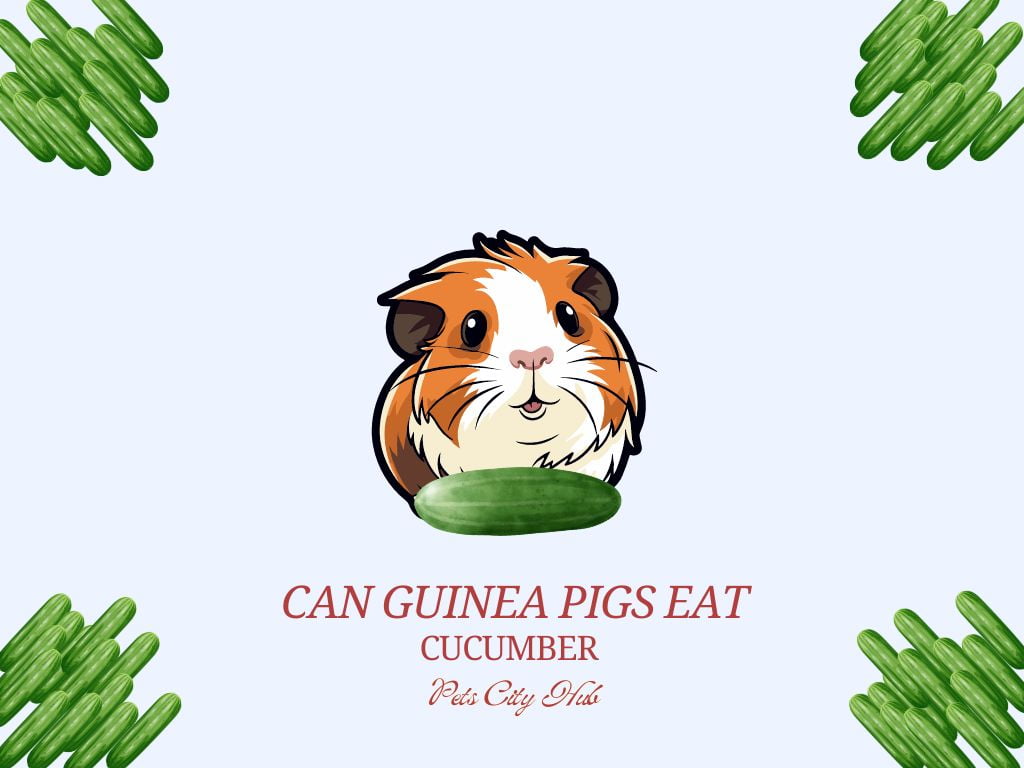 Guinea Pigs Eat Cucumber