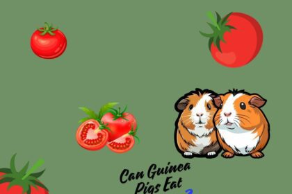 Guinea Pigs Eat Tomatoes