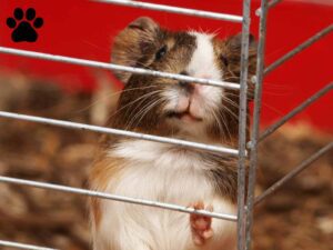 a guinea pigs is standing on her shelter.