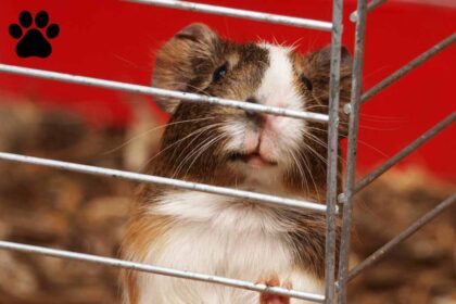 a guinea pigs is standing on her shelter.