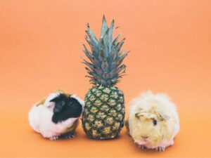 Two Guine pigs sitting and a pineaapple is placed between them.