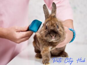 A girl groom rabbits on table.