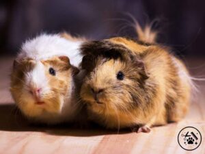 two guinea pigs sitting in the floor.