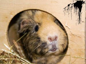 Aguinea Pigs Sitting down in her room.