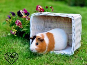 a guinea pigs sitting in her cage.