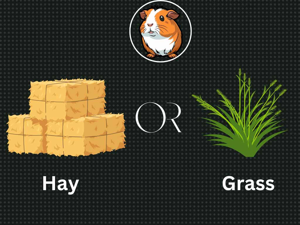 Hay and Grass