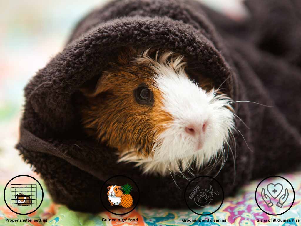 A guinea Pig is sitting wrapped in a sheet.