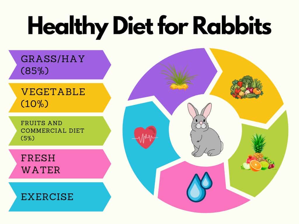 Healthy Diet for Rabbit