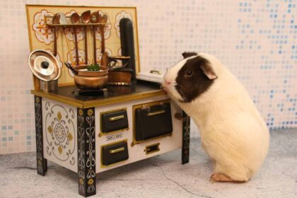 Guinea Pig up her legs on table.