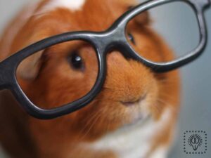 a guinea pigs looking us.