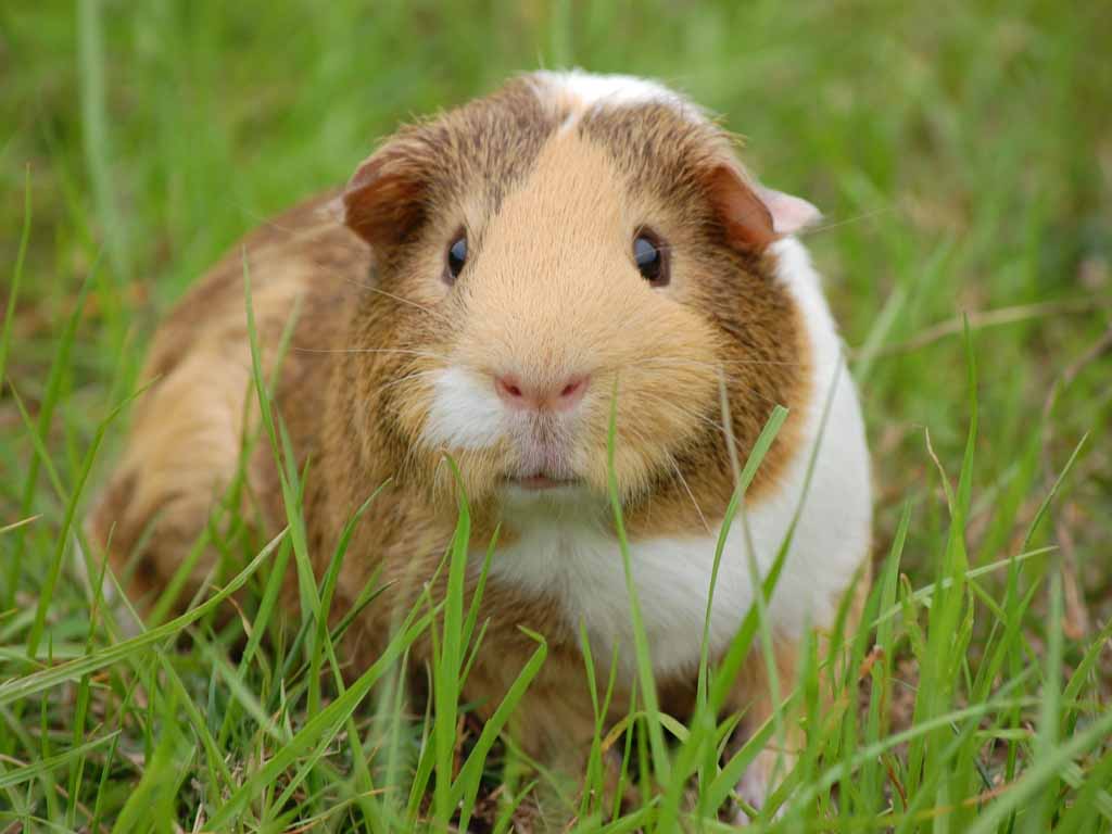 Guinea Pig sitting in the grass fields.