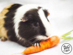 A guinea Pigs Eating Carrot.