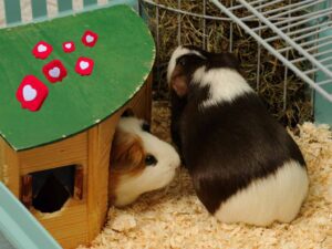 two guinea pigs are playing in her cage.