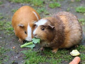 Two Guinea Pigs eating Grass.