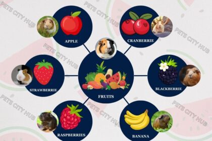 Safe and Healthy Fruits for Guinea Pigs