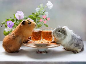 Two Guinea Pigs standt in table.