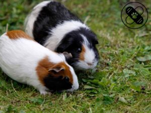 two guinea pigs eating grass in the fields.