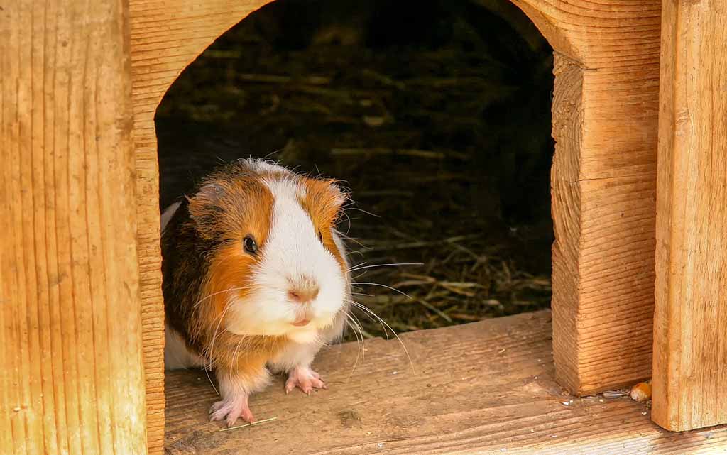 Guinea pig sitting down in her cage.