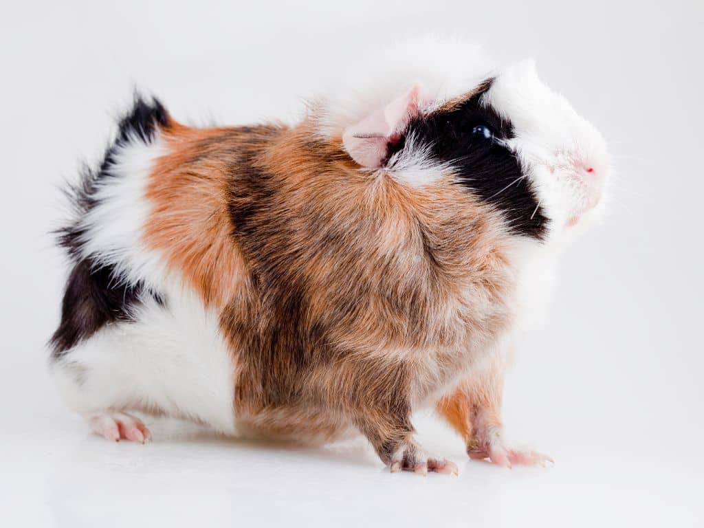 Abyssinian Guinea Pig sitting down in floor.