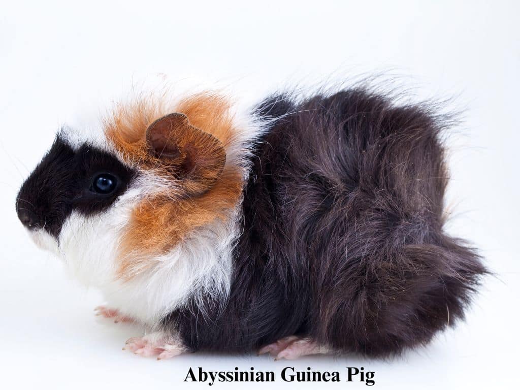 Abyssinian Guinea Pig sitting down