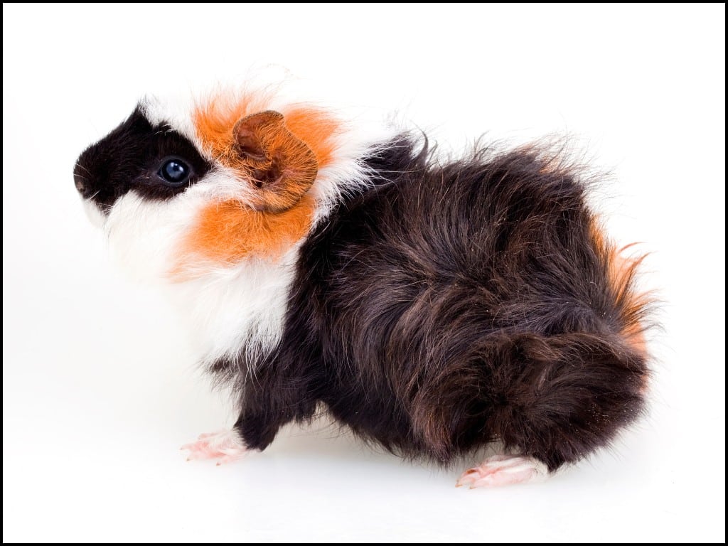 Abyssinian Satin Guinea Pig sitting down