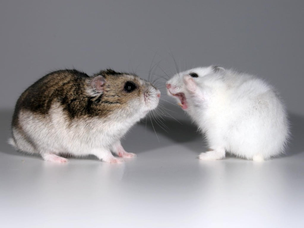 two hamster aggression each other.