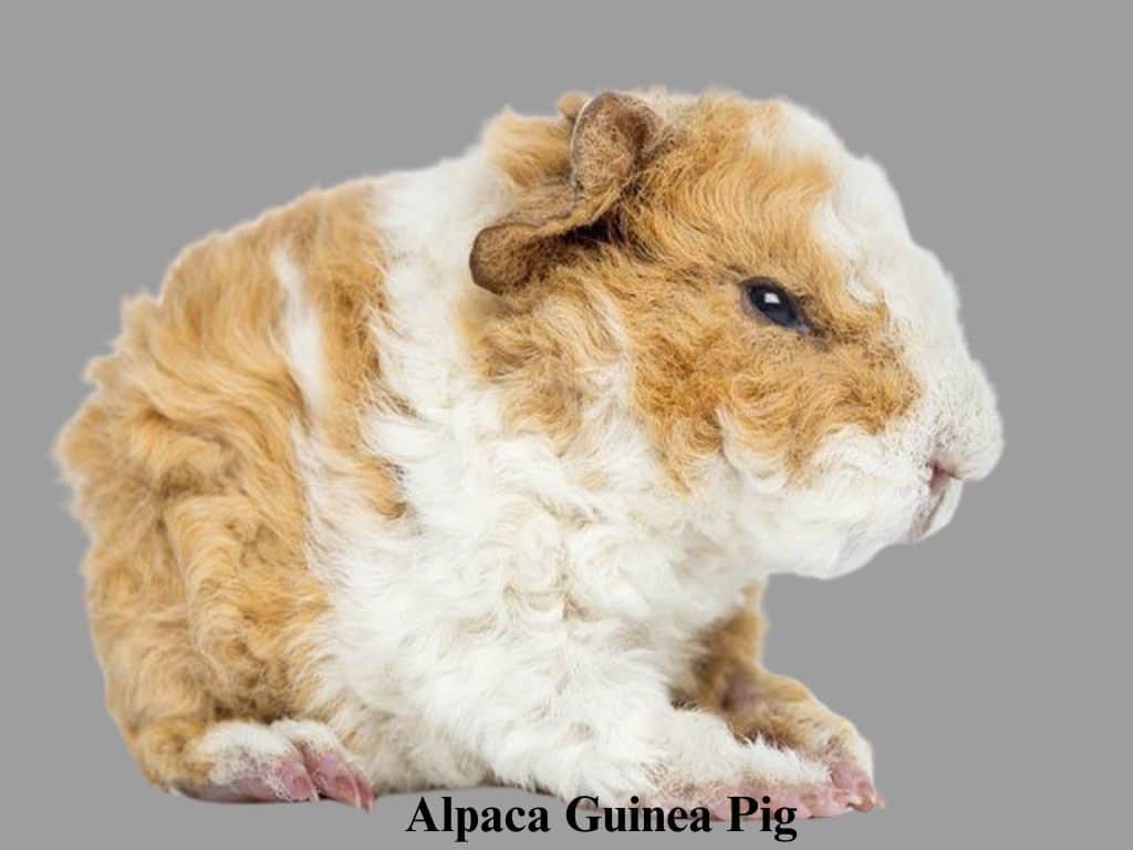 Alpaca Guinea Pig sitting down.