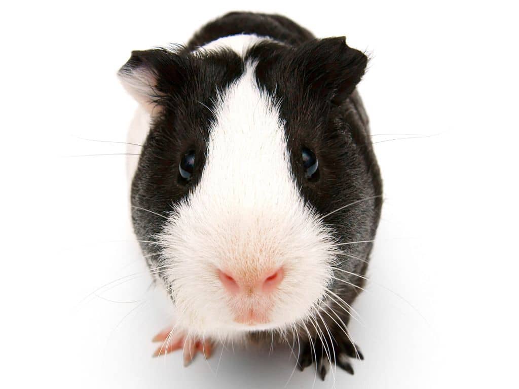 American Guinea Pig sitting down in floor.