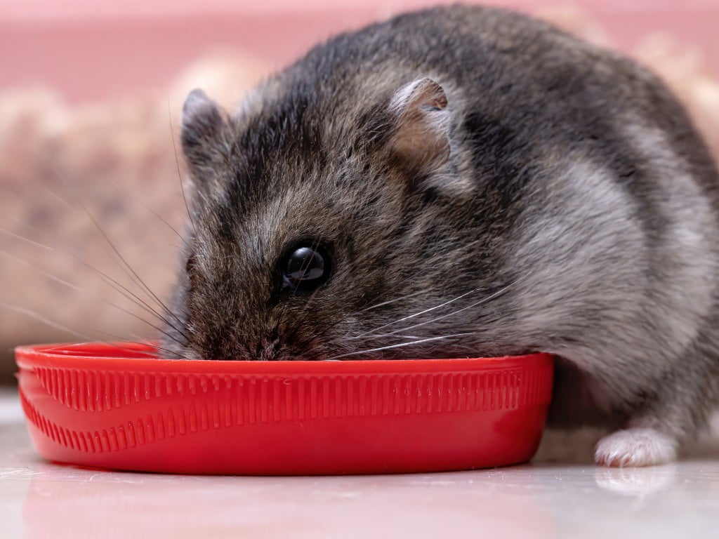 Campbell’s Dwarf Russian Hamster Eating Food.