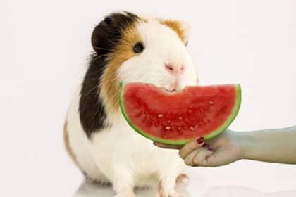 Guinea Pig Eatting Watermelon.