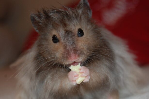 Hamsters Eating Cheese