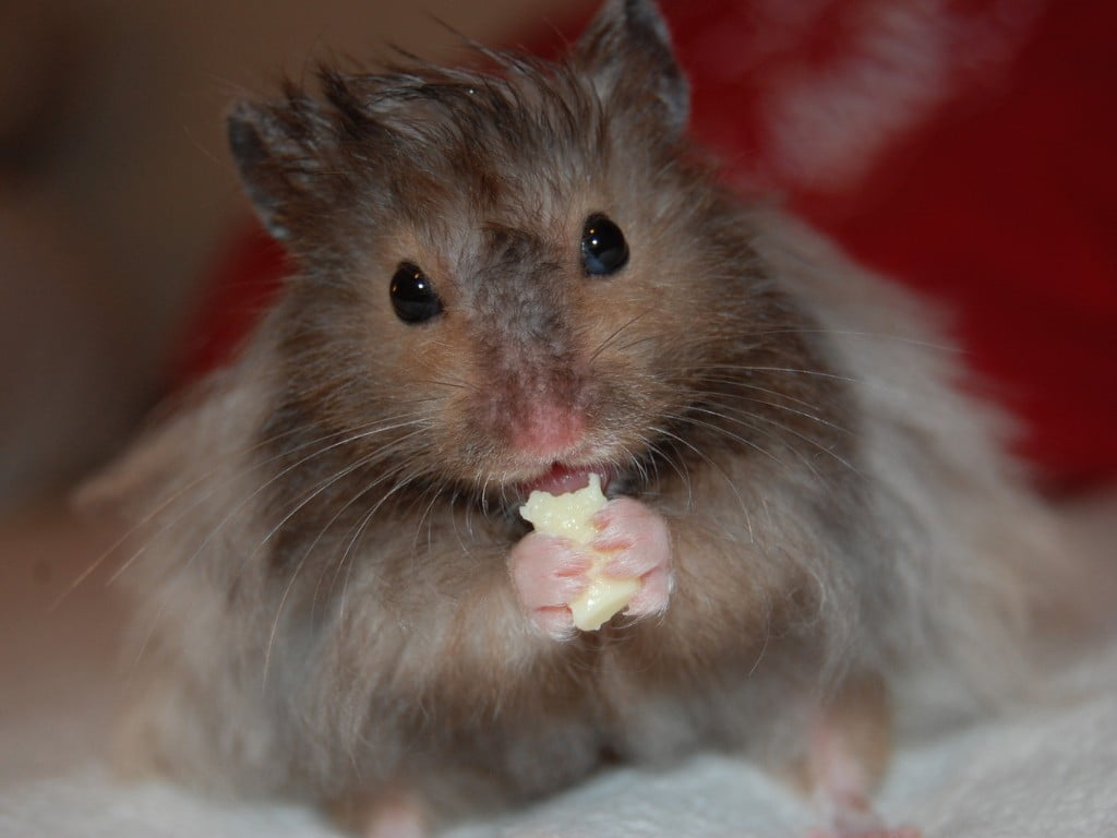 Hamsters Eating Cheese