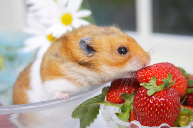 Hamsters Eat Strawberries.